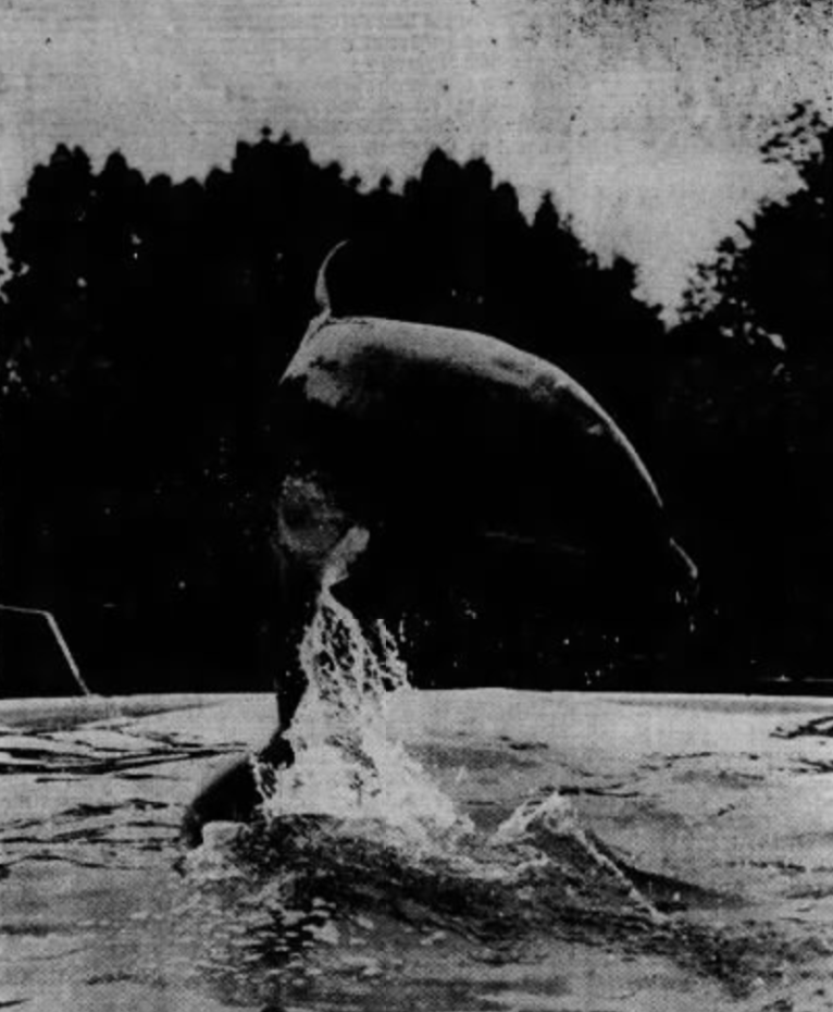 Dutchie the dolphin